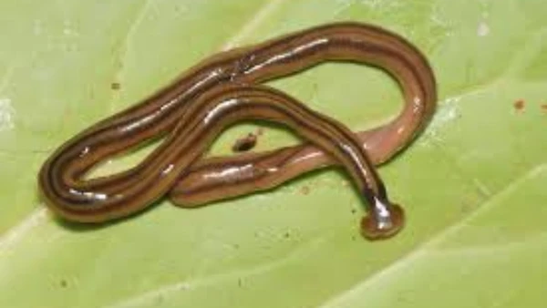 Crédito: Wikimedia