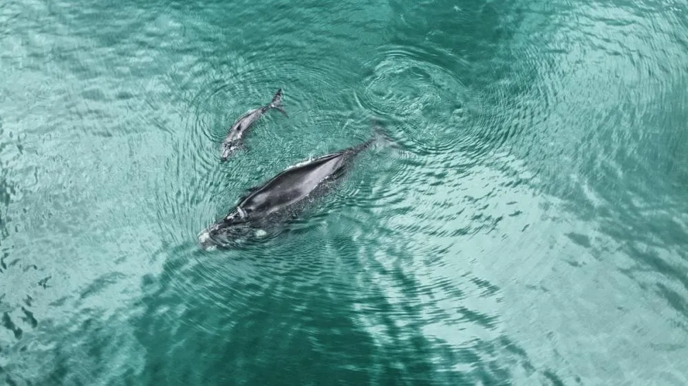 Crédito: Divulgação / Guarda Portuária