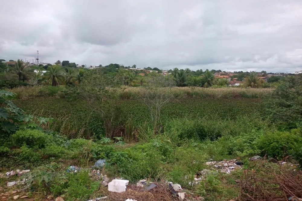 Foto: Divulgação - SEMMAM e Izinaldo Barreto