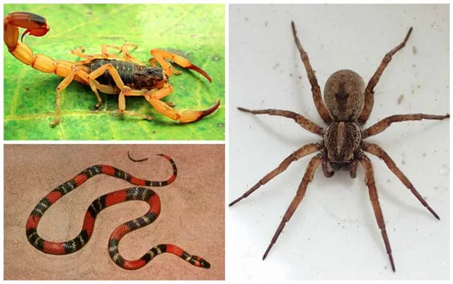 População deve redobrar a atenção | Foto: Ibiá