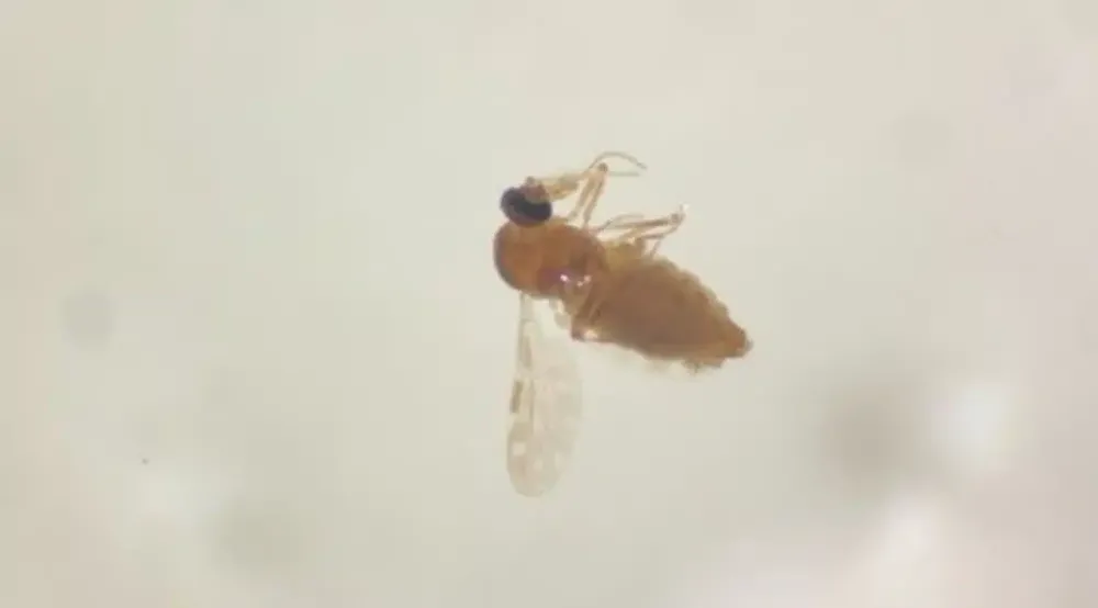 Secretaria da Saúde da Bahia registra segunda morte por Febre Oropouche na Bahia — Foto: Fiocruz