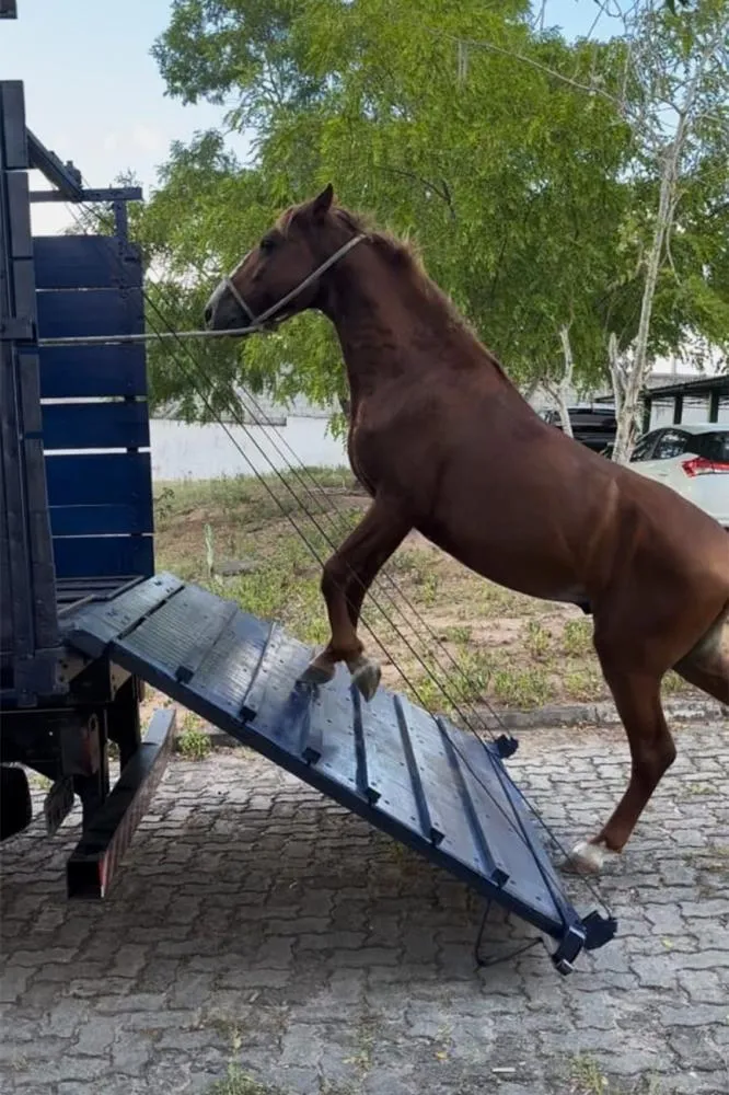 Foto: Divulgação - SMS