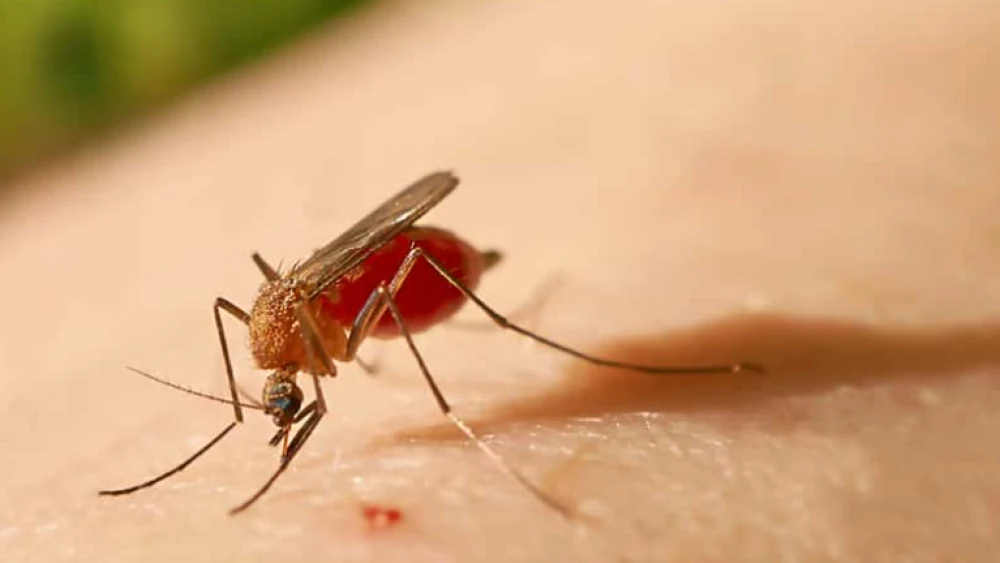 Oropouche também é transmitido por mosquito | Foto: O Antagonista